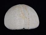 Hemipneustes striatoradiatus (LESKE 1778) - Bild © FossNet FossilienStore